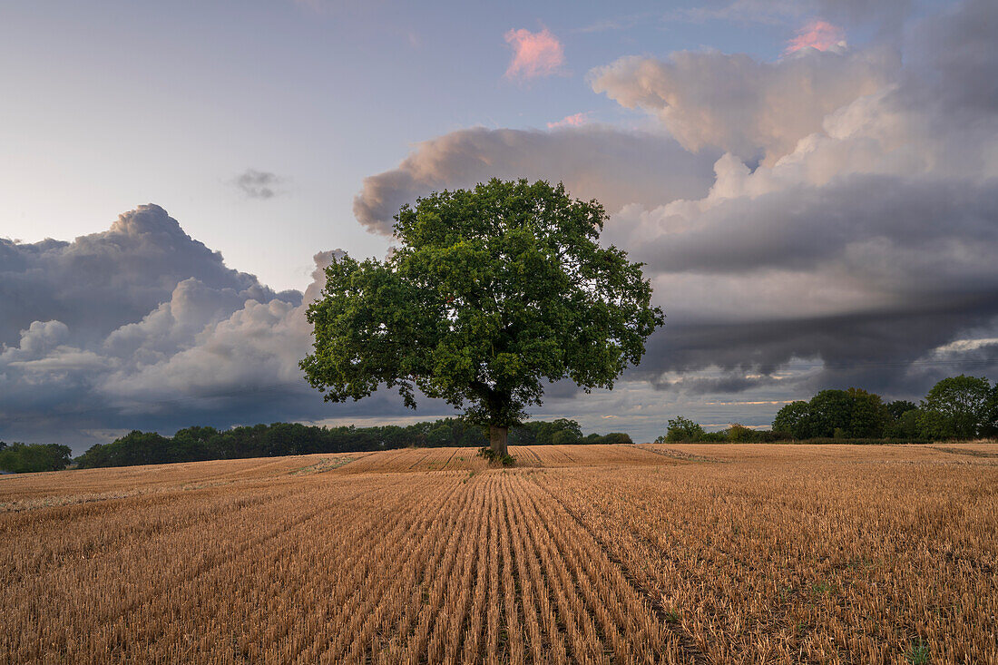 Lone tree in ploughed field with dramatic sky, Congleton, Cheshire, England, United Kingdom, Europe