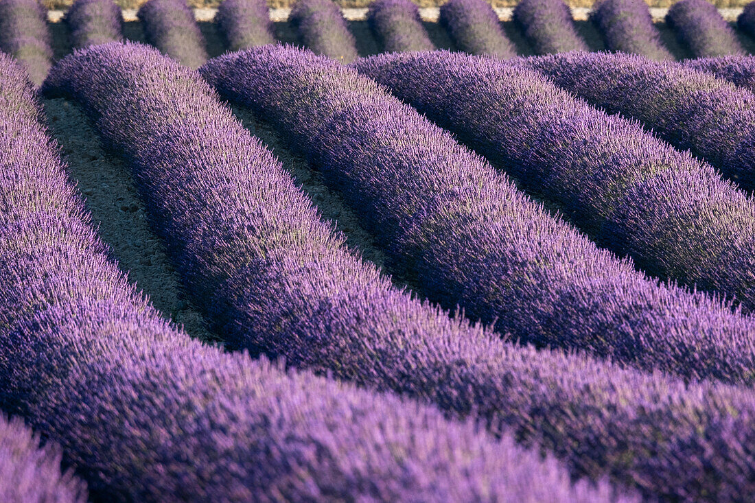 Lavender lines in a field, Plateau de Valensole, Provence, France, Europe