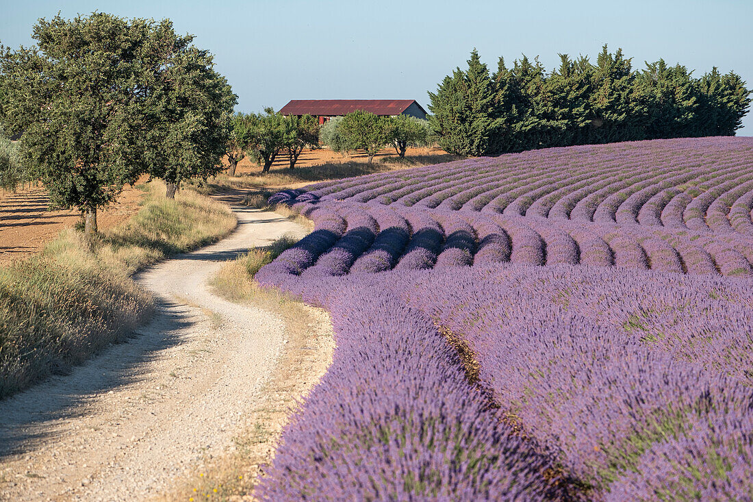 Kurvenreiche Landstraße und Lavendelreihen, Plateau de Valensole, Provence, Frankreich, Europa