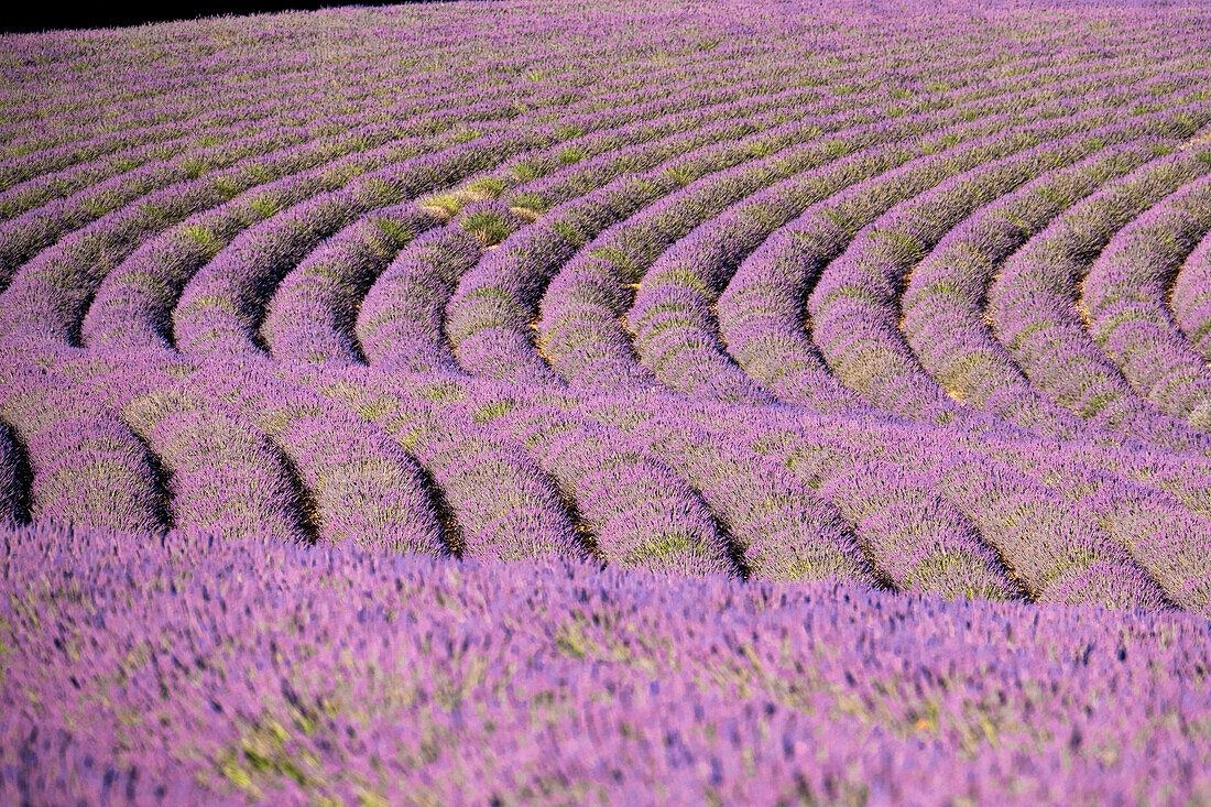 Lavendelreihen in einem Feld, Plateau de Valensole, Provence, Frankreich, Europa