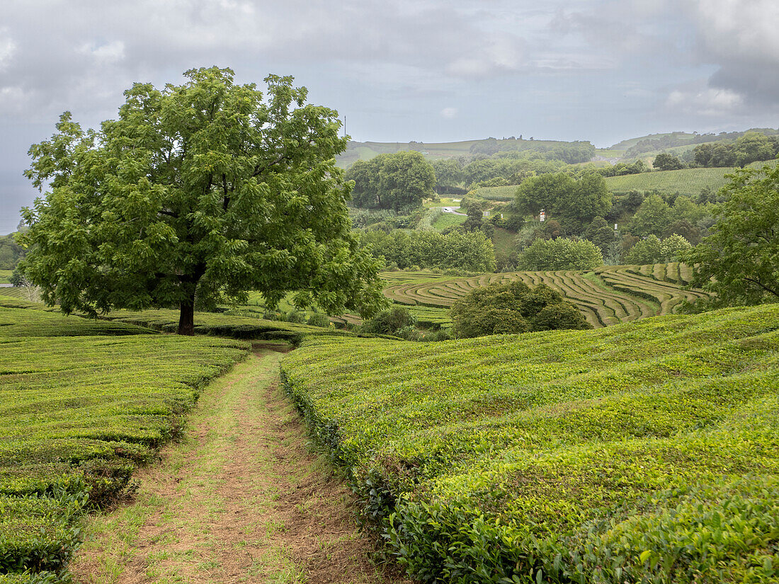 Pfad, der zu einem großen Nussbaum inmitten der Teeplantage Cha Gorreana auf Sao Miguel, Azoren, Portugal, Atlantik