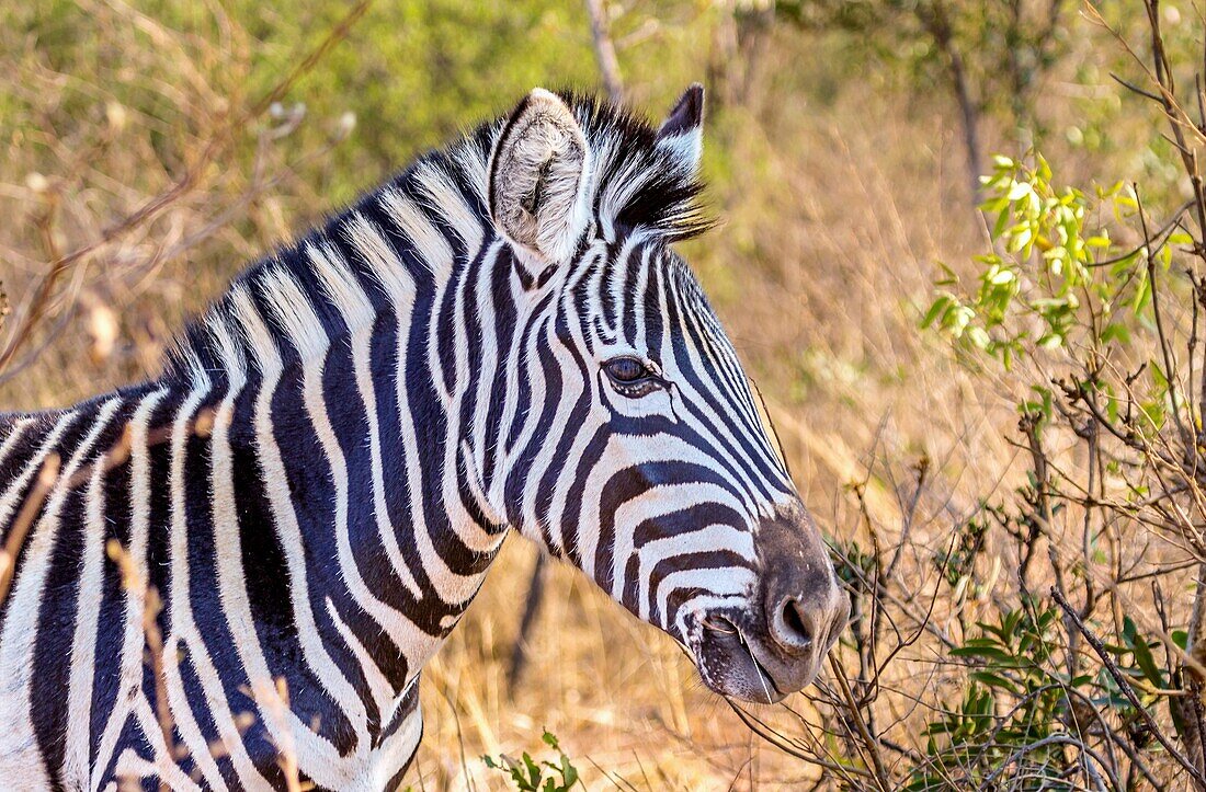 Zebra im Welgevonden-Wildreservat, Limpopo, Südafrika, Afrika