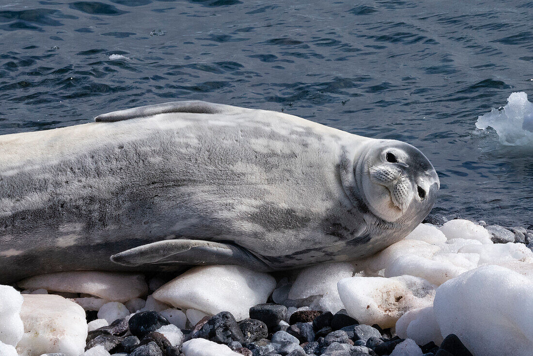 Weddellrobbe (Leptonychotes weddellii), Paulet Insel, Weddellmeer, Antarktis, Polargebiete