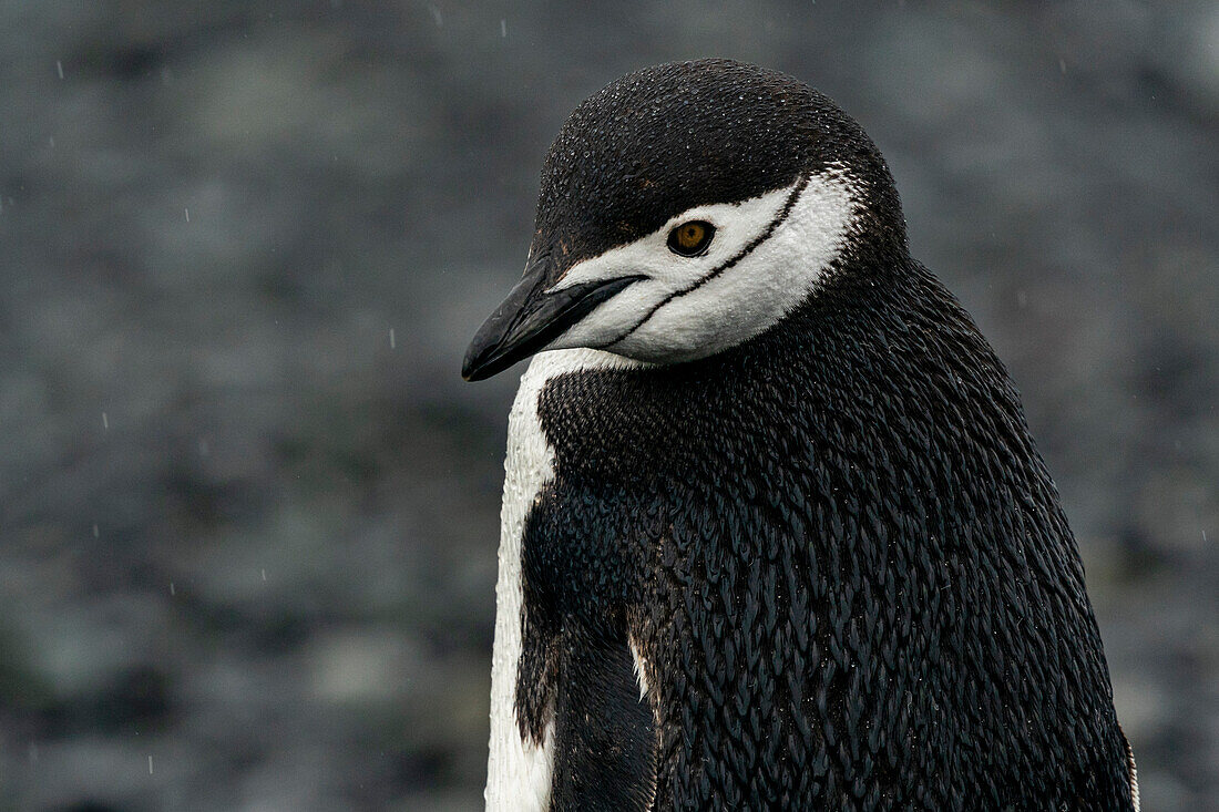 Zügelpinguin (Pygoscelis antarcticus), Halbmondinsel, Südliche Shetlandinseln, Antarktis, Polargebiete