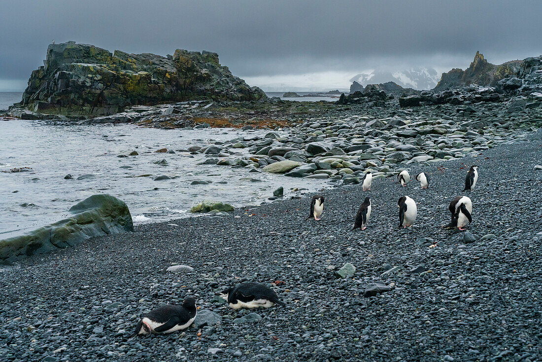 Chinstrap penguins (Pygoscelis antarcticus) on the beach, Half Moon Island, South Shetland Islands, Antarctica, Polar Regions