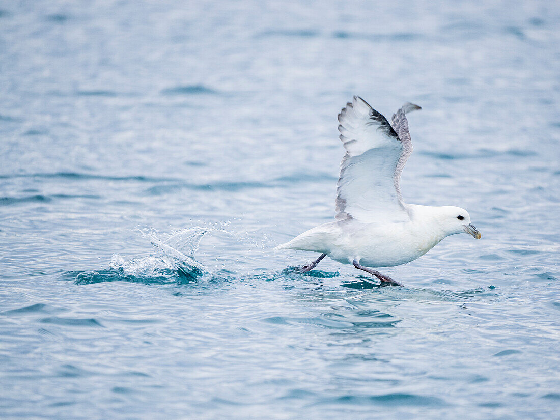 Ein erwachsener Eissturmvogel (Fulmarus glacialis) im Flug zwischen den Eisbergen in Ilulissat, Grönland, Dänemark, Polarregionen