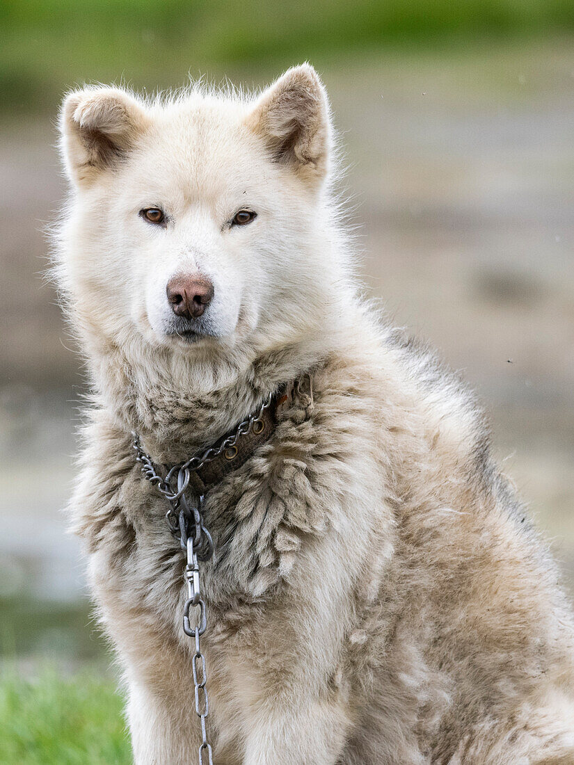 Ausgewachsener Grönlandhund (Canis familiaris), der als Schlittenhund an einer Kette gehalten wird, in Sisimiut, Grönland, Dänemark, Polarregionen
