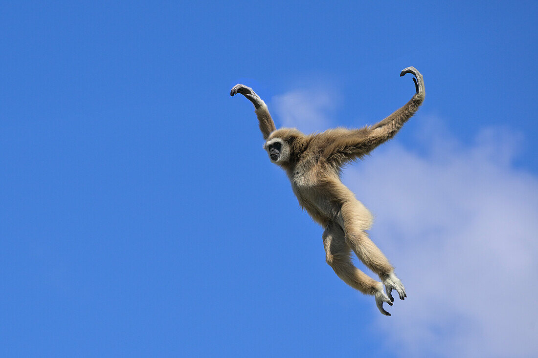 Jumping lar gibbon (white-handed gibbon) (Hylobates lar), Malaysia, Southeast Asia, Asia