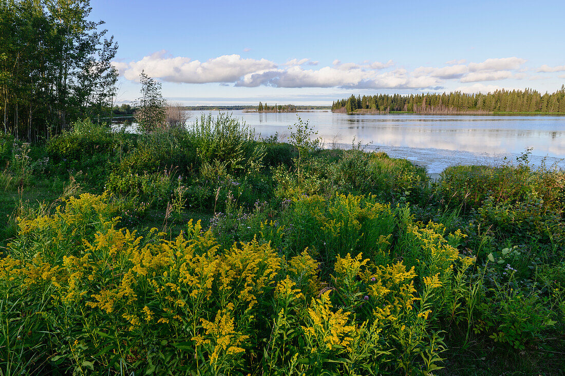 Wild goldenrod (Solidago) flowers in summer at Astotin Lake, Elk Island National Park, Alberta, Canada, North America