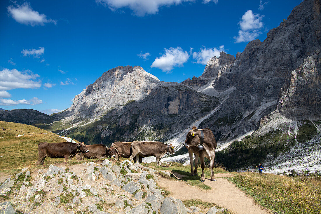 Pale di San Martino, Naturpark Paneveggio, Passo Rolle, Dolomiten, Trentino, Italien, Europa