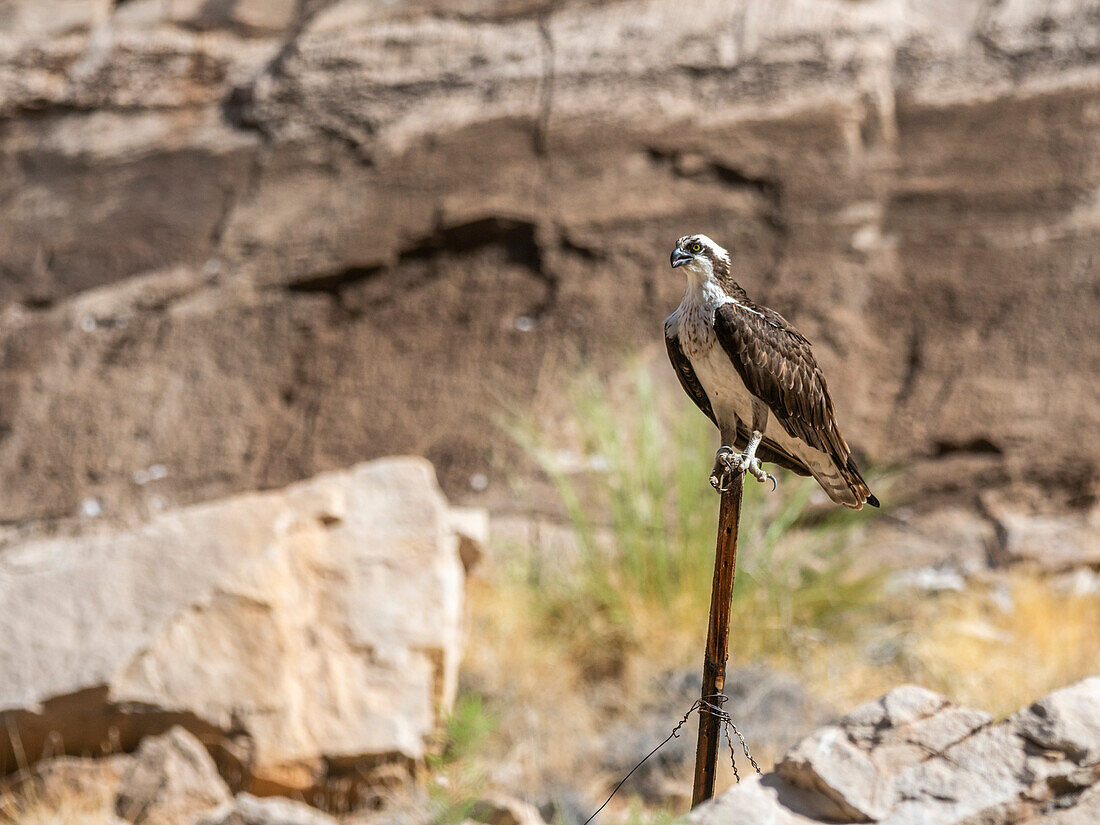 An adult osprey (Pandion haliaetus), perched on a fence post in Grand Canyon National Park, Arizona, United States of America, North America
