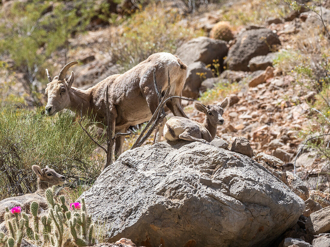 Ein ausgewachsenes Dickhornschaf (Ovis canadensis nelsoni), mit zwei Lämmern im Grand Canyon National Park, Arizona, Vereinigte Staaten von Amerika, Nordamerika