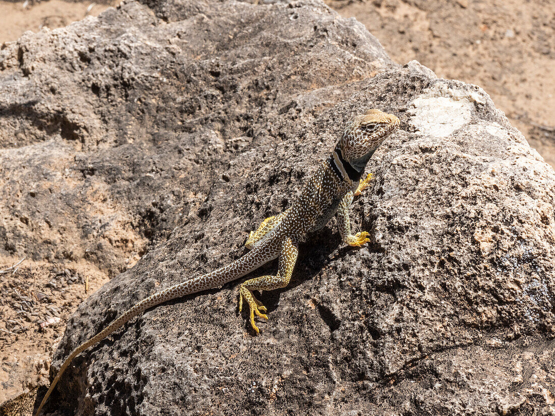 Eine ausgewachsene Wüsteneidechse (Crotaphytus bicinctores), sonnt sich im Grand Canyon National Park, Arizona, Vereinigte Staaten von Amerika, Nordamerika