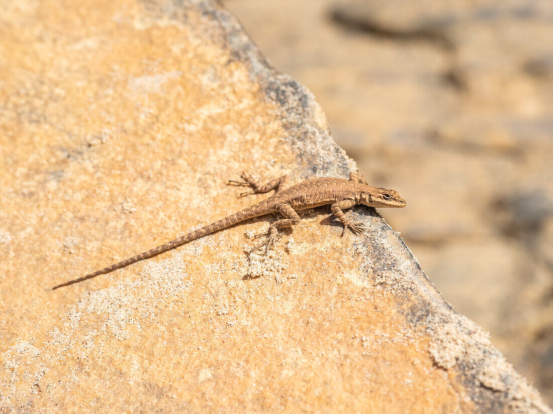 Eine ausgewachsene Zauneidechse (Urosaurus ornatu), die sich im Grand Canyon National Park, Arizona, Vereinigte Staaten von Amerika, Nordamerika, in der Sonne sonnt