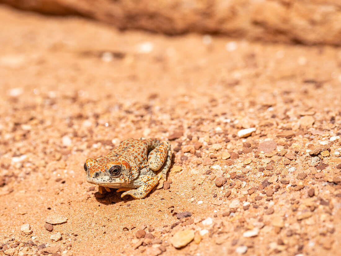 An adult red-spotted toad (Anaxyrus punctatus), basking in the sun in Grand Canyon National Park, Arizona, United States of America, North America