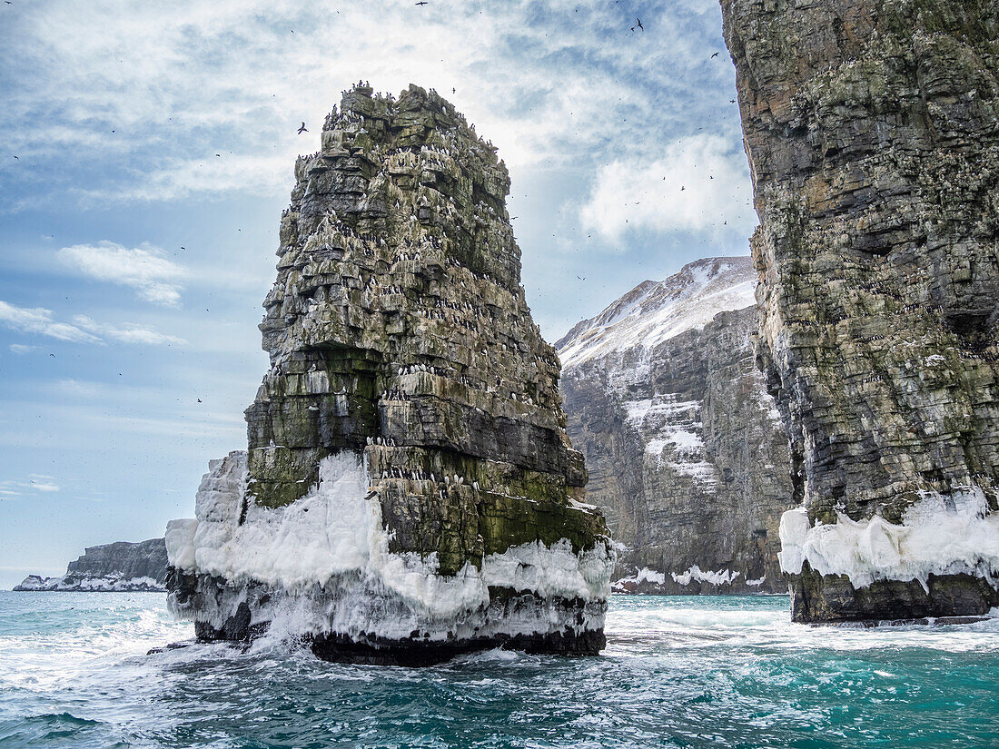 Birds covering a sea stack at the cliffs at the southern end of the island of Bjornoya, Svalbard, Norway, Europe