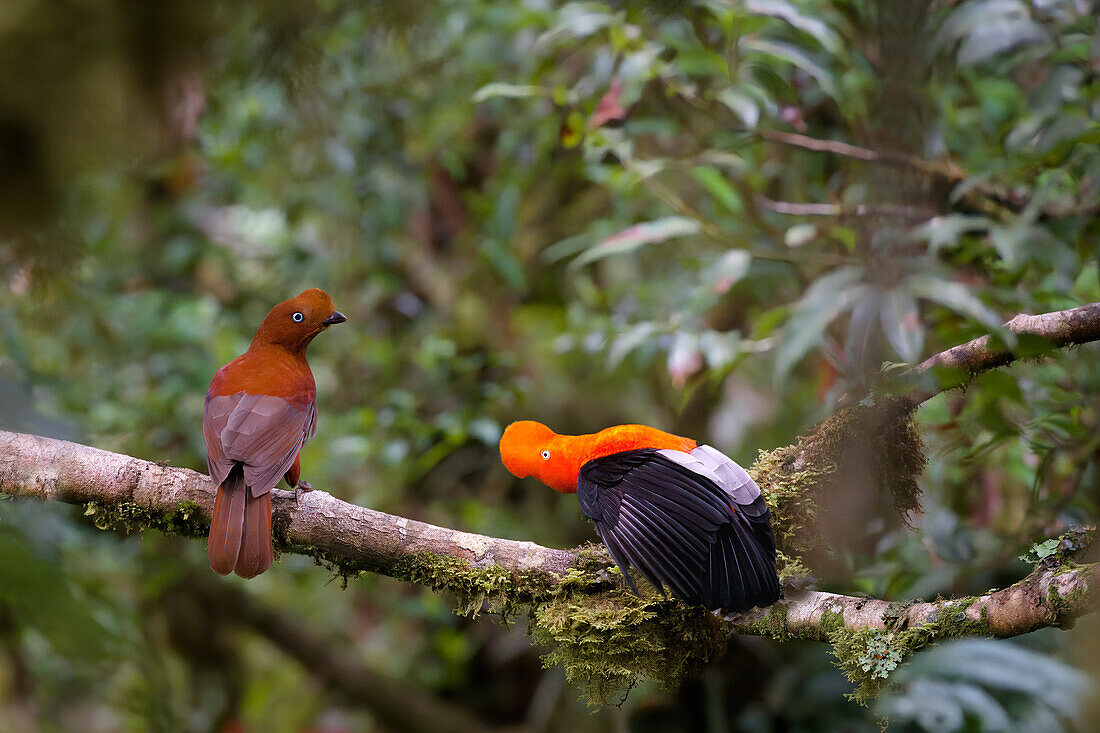 Andenhahn-Pärchen (Rupicola peruviana), Nebelwald im Manu-Nationalpark, Nationalvogel Perus, Peru, Südamerika