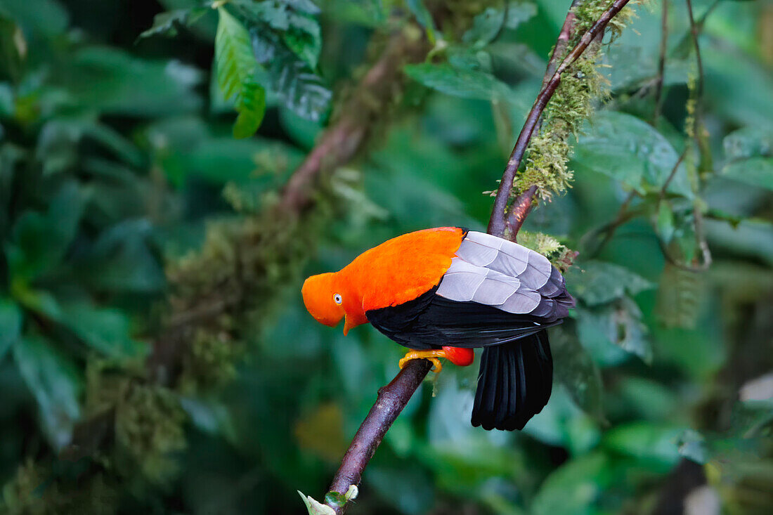 Männlicher Anden-Felsenhahn (Rupicola peruviana), Nebelwald im Manu-Nationalpark, peruanischer Nationalvogel, Peru, Südamerika