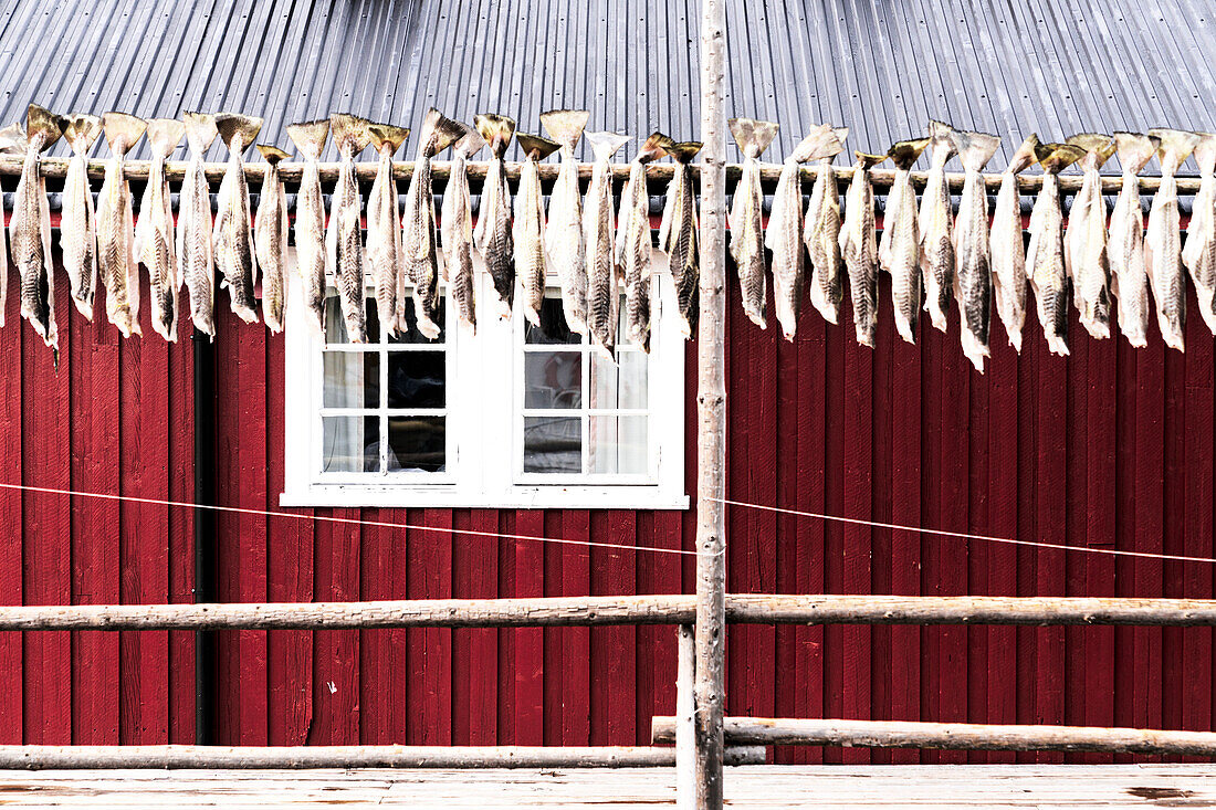 Stockfisch in einer Reihe zum Trocknen aufgehängt vor einer traditionellen Rorbu, Nusfjord, Lofoten, Inseln, Norwegen, Skandinavien, Europa