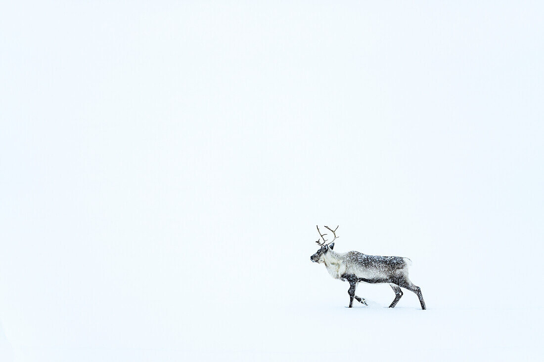 Ein Rentier, das während eines Schneesturms im Schnee spazieren geht, Stora Sjofallet, Landkreis Norrbotten, Lappland, Schweden, Skandinavien, Europa
