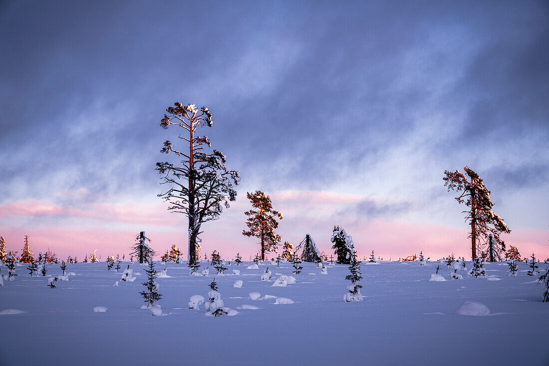 Kahle Bäume im schneebedeckten Wald bei Sonnenuntergang, Gallivare, Landkreis Norrbotten, Lappland, Schweden, Skandinavien, Europa