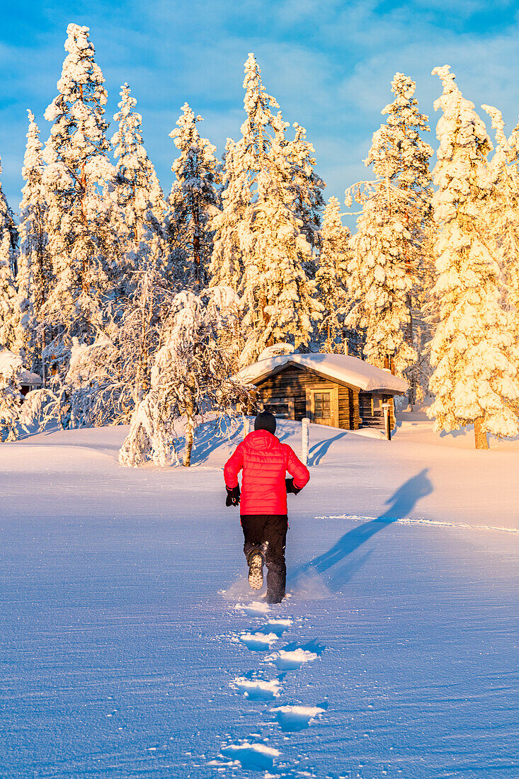 Person running in deep snow towards a wooden chalet and into the forest, Kangos, Norrbotten County, Lapland, Sweden, Scandinavia, Europe
