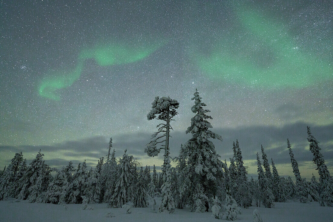 Aurora Borealis (Nordlicht) über gefrorenen, schneebedeckten Bäumen im arktischen Wald, Kangos, Kreis Norrbotten, Lappland, Schweden, Skandinavien, Europa