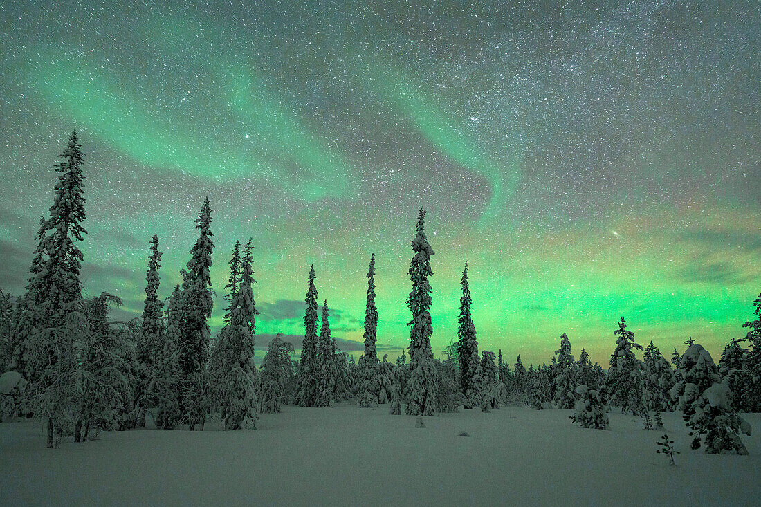 Frozen spruce trees covered with snow under the Northern Lights (Aurora Borealis), Kangos, Norrbotten County, Lapland, Sweden, Scandinavia, Europe