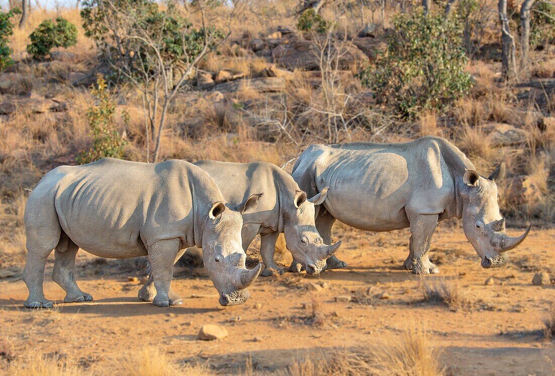 Nashörner im südafrikanischen Busch, Welgevonden Game Reserve, Limpopo, Südafrika, Afrika