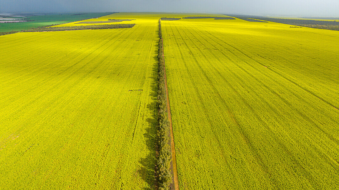 Rape field in spring blossom, Western Australia, Australia, Pacific