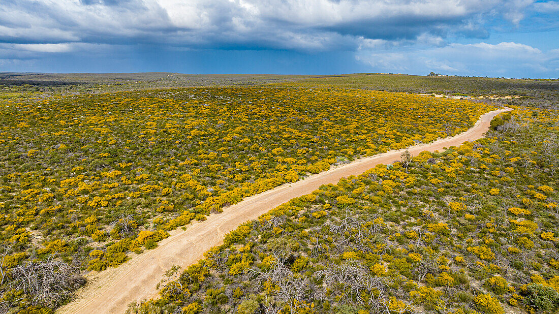 Road leading through spring blossom flowers, Western Australia, Australia, Pacific