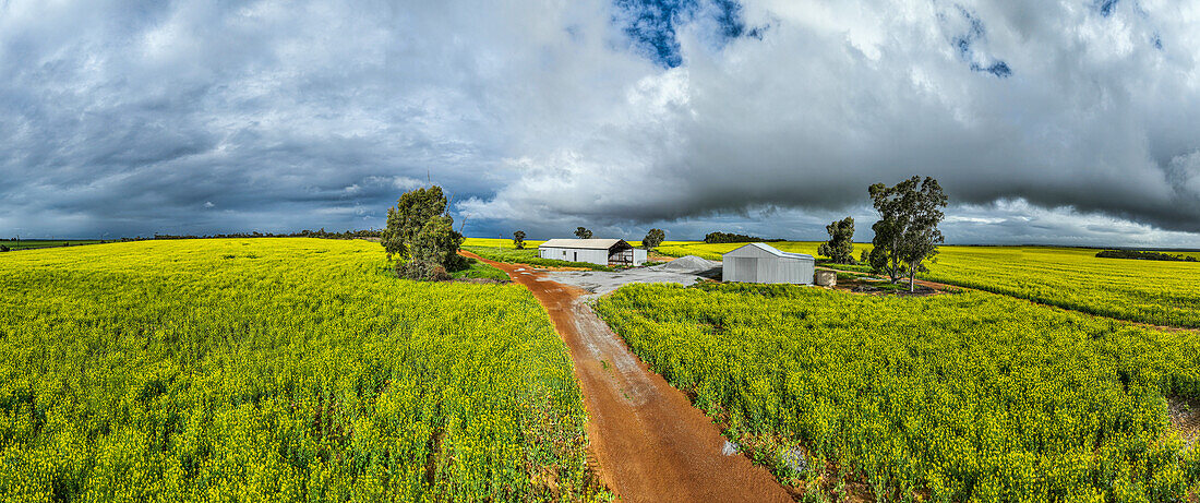 Bauernhof in einem Rapsfeld in der Frühlingsblüte, Westaustralien, Australien, Pazifik