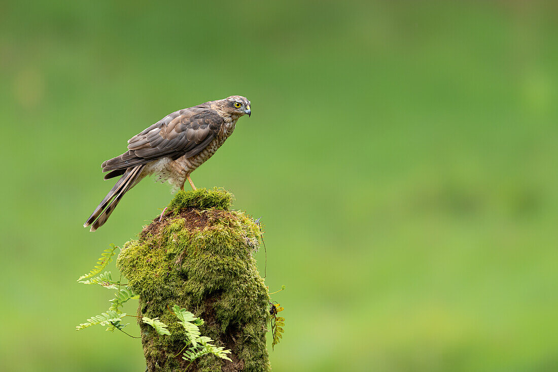 Sparrowhawk on moss covered tree, Scotland, United Kingdom, Europe