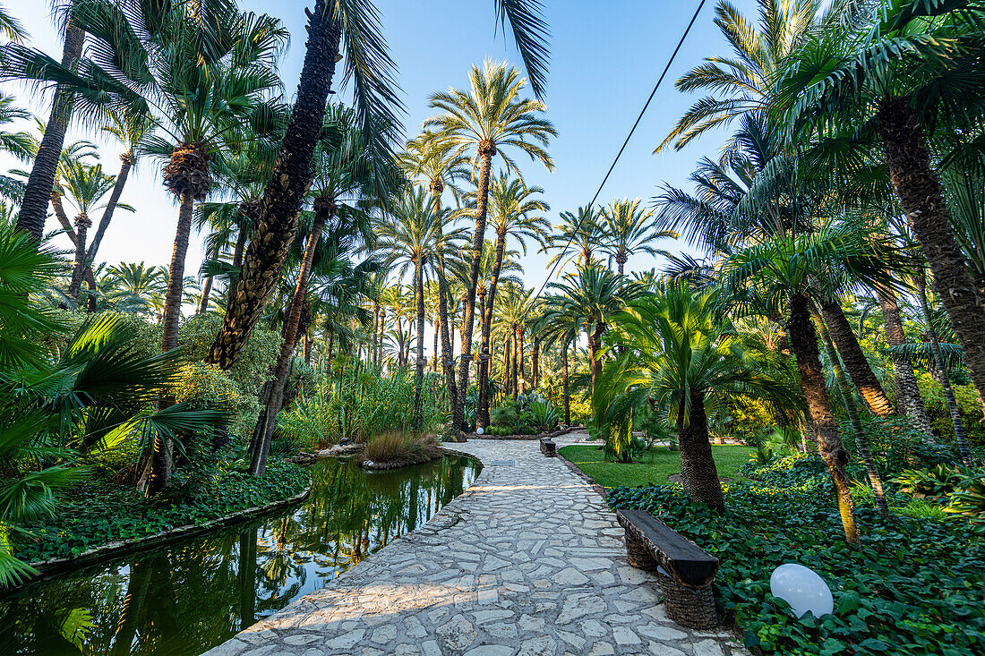 Palmen, Palmeral (Palmenhain) von Elche, UNESCO-Welterbe, Alicante, Valencia, Spanien, Europa
