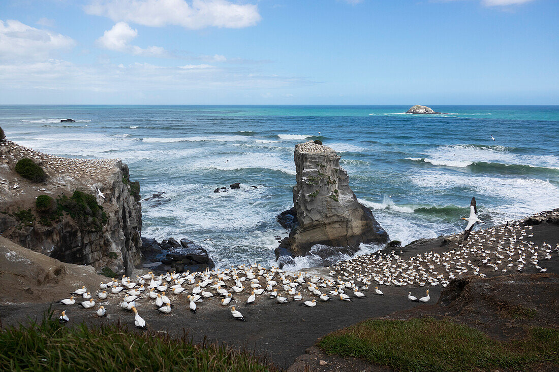 Muriwai Gannet Colony, Auckland, North Island, New Zealand, Pacific
