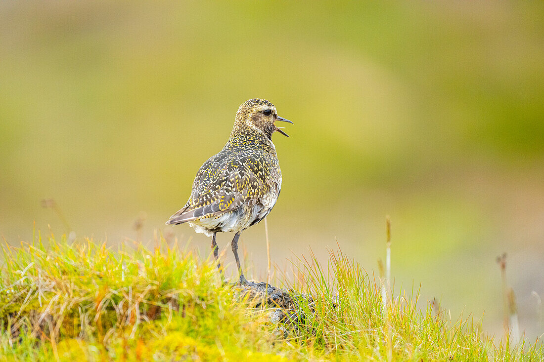 Ein Goldregenpfeifer (Pluvialis apricaria), Nördliche Halbinsel, Island, Polarregionen