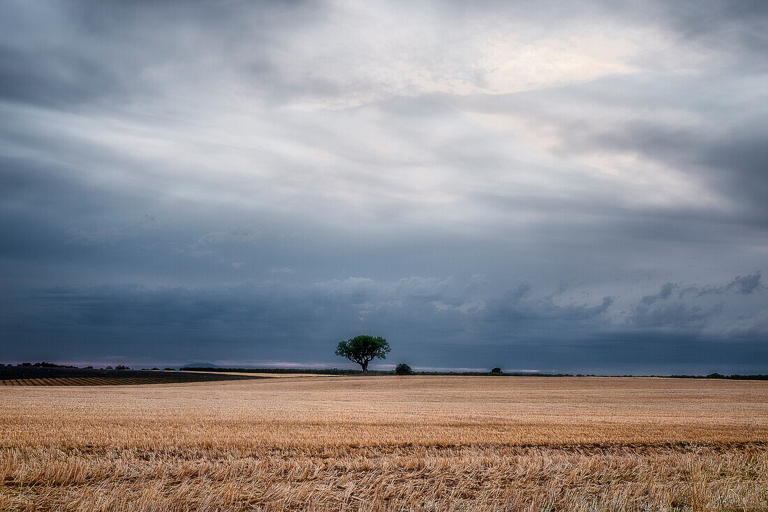 Einsamer Baum am Ende eines abgeernteten Getreidefeldes bei bewölktem Himmel, Plateau de Valensole, Provence, Frankreich, Europa