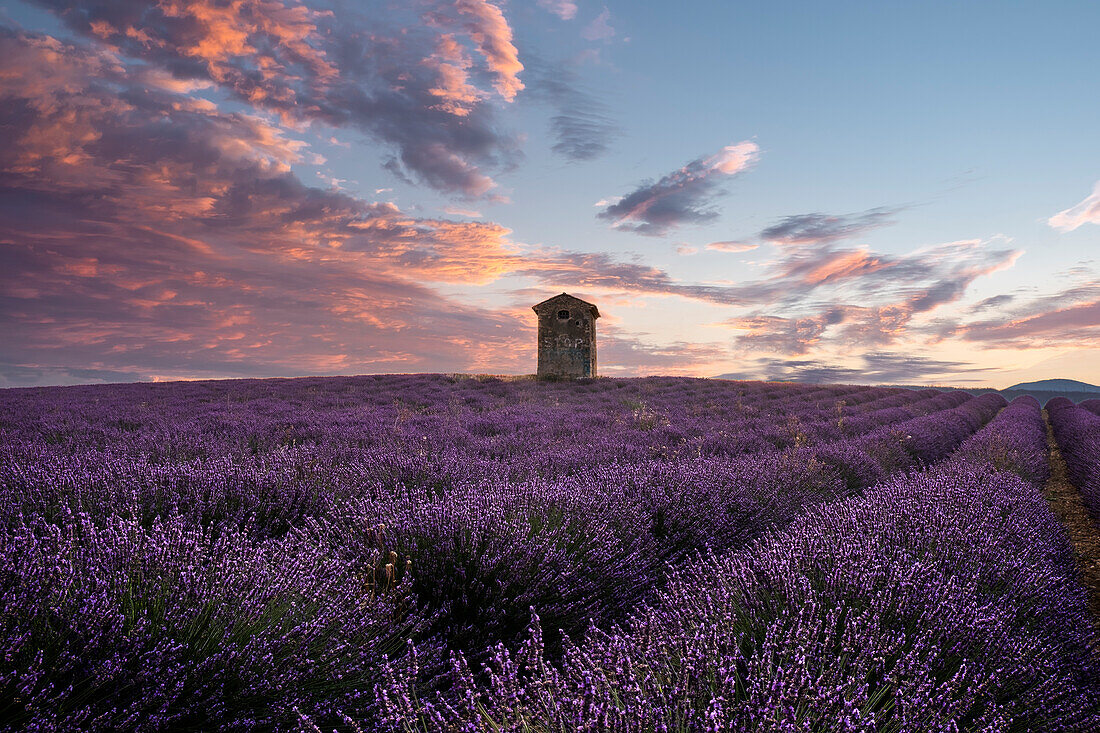 Kleiner Turm in einem Lavendelfeld bei Sonnenaufgang mit rosafarbenen Wolken am Himmel, Provence, Frankreich, Europa