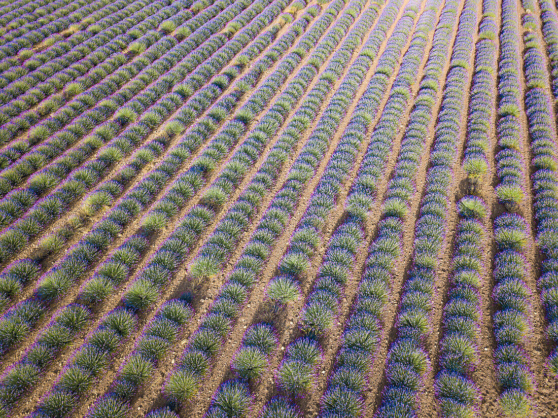 Luftaufnahme von Lavendelbüschen in der Provence, Frankreich, Europa