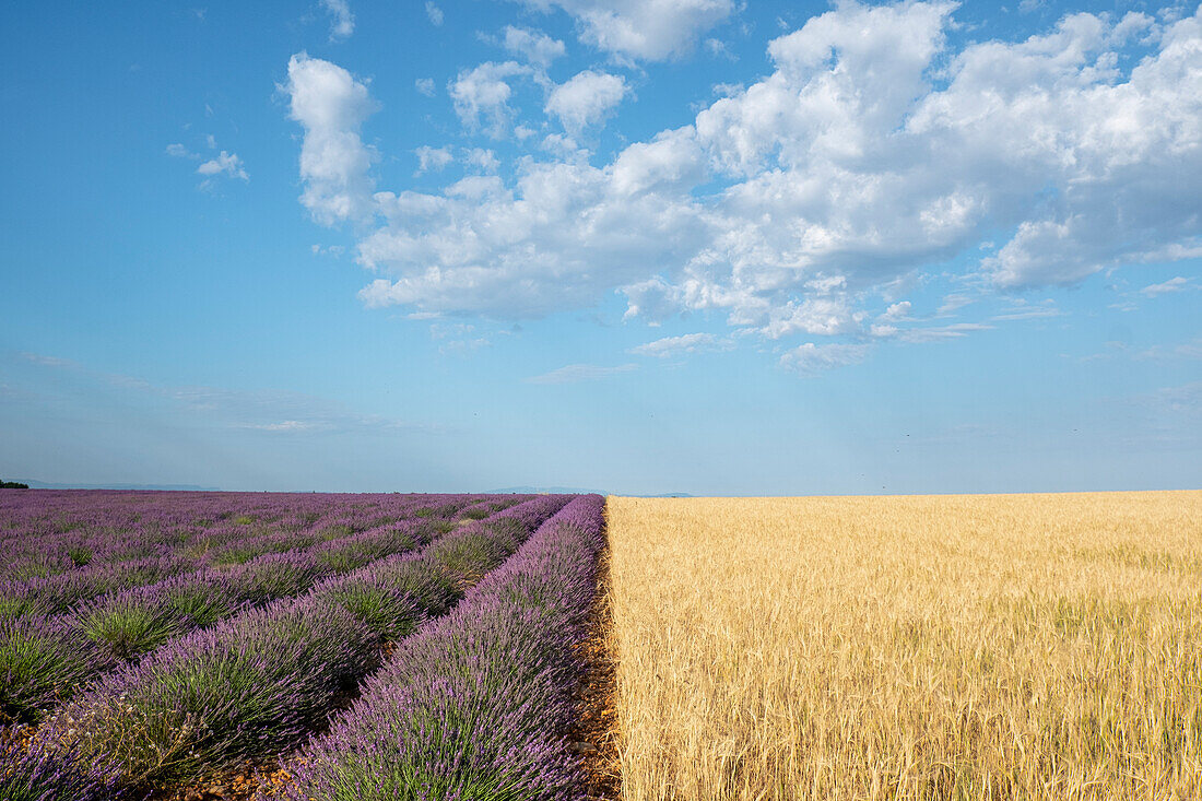 Purple lavender field and a wheat field symmetric under a blue sky, Plateau de Valensole, Provence, France, Europe