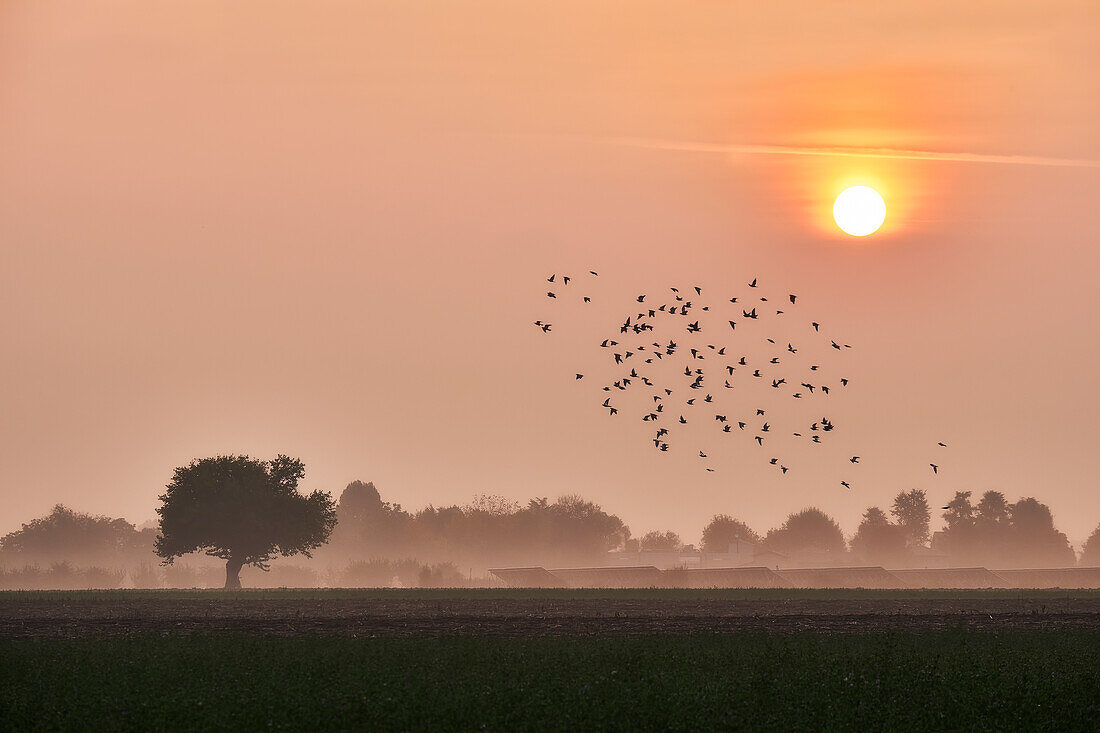Sonnenaufgang auf dem Lande über einem einsamen Baum und einem Vogelschwarm, der am Himmel fliegt, Italien, Europa