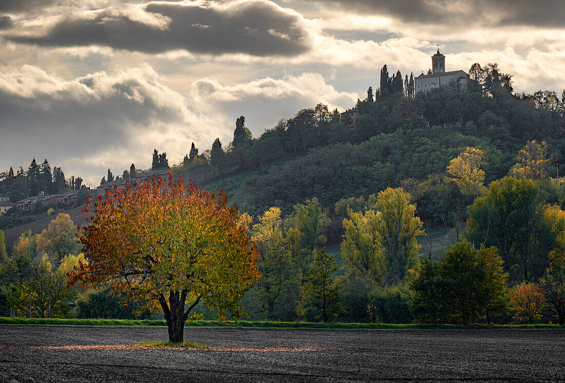 First autumn colors of a cherry tree in the Italian countryside with a church on a hill in the background, Emilia Romagna, Italy, Europe