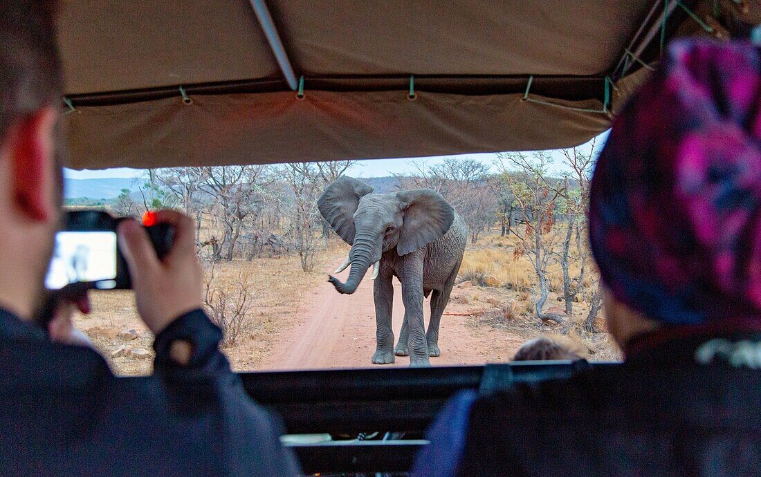 Elefant aus einem Safarifahrzeug im Welgevonden Game Reserve, Limpopo, Südafrika, Afrika