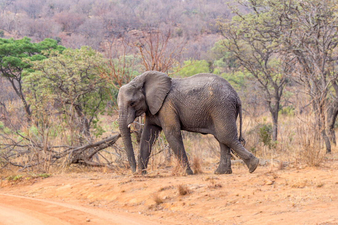 Elefant im Welgevonden-Wildreservat, Limpopo, Südafrika, Afrika