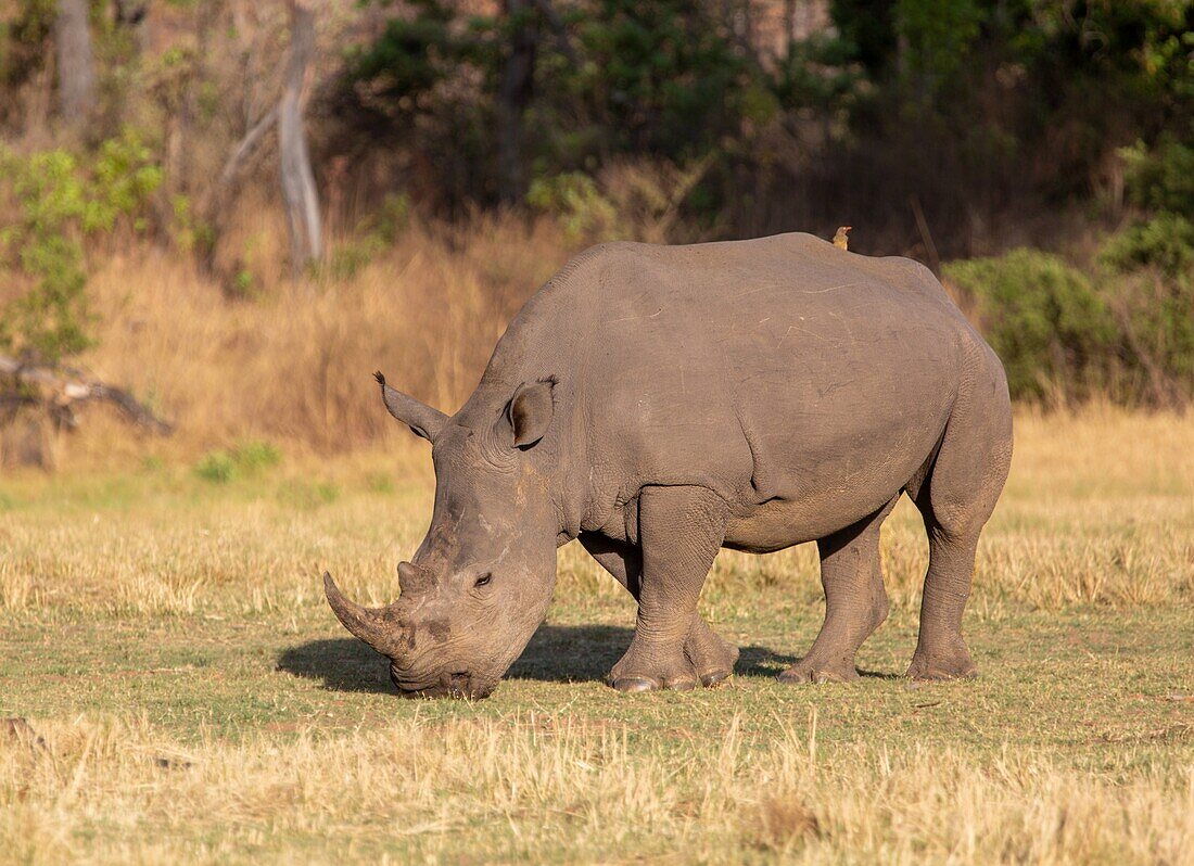 Nashorn, Welgevonden Wildreservat, Limpopo, Südafrika, Afrika