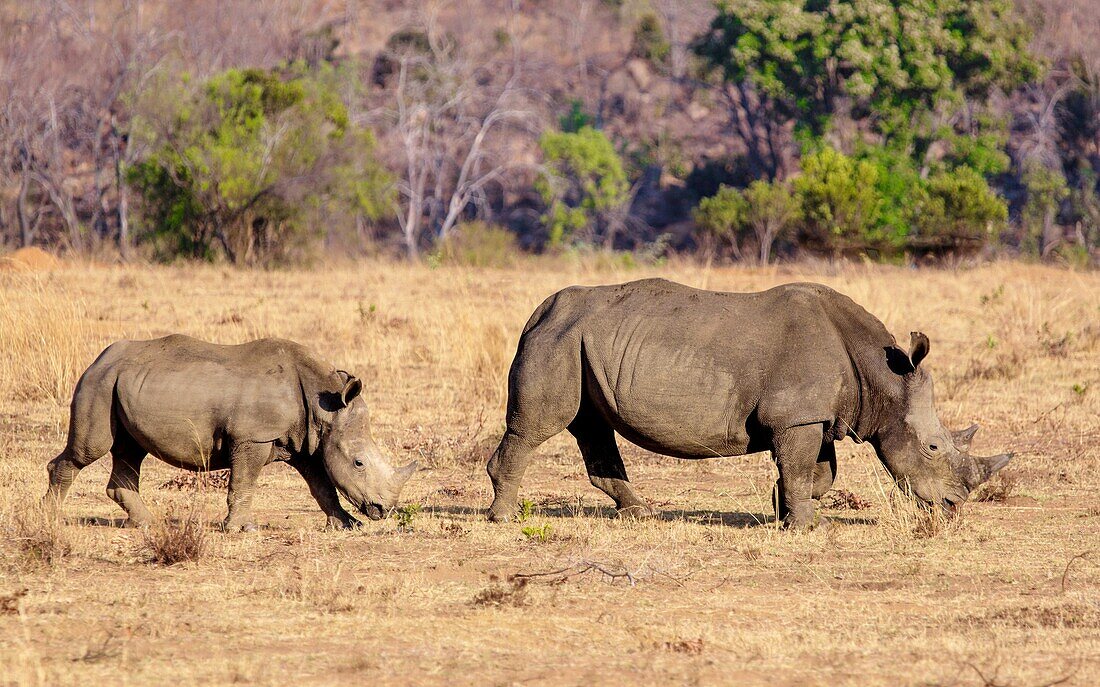 Nashorn und Kalb, Welgevonden Wildreservat, Limpopo, Südafrika, Afrika