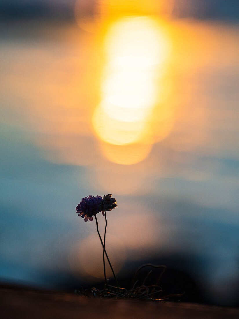 Silhouettes of wildflowers at sunset