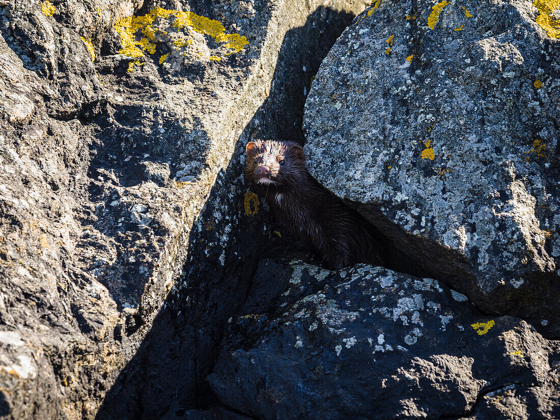 Weasel among rocks