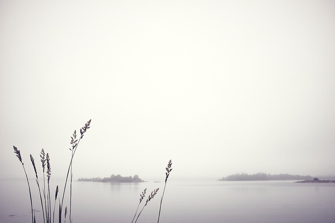 Reed by foggy lake