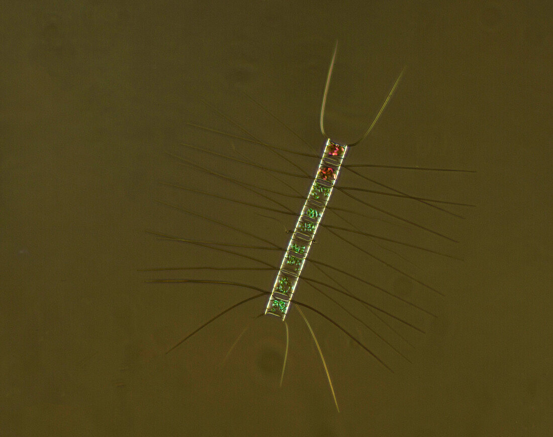 Plankton, close-up